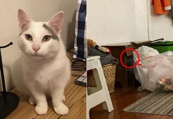 猫はどこに隠れているの？写真の中から猫を探せ！