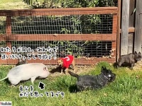 自分を犬だと思い込んでいる子ブタ、追いかけっこしようとするも猪突猛進すぎて犬タジタジ
