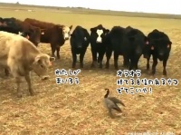 「おまえらごときに怯む私ではない」牛のタイマン勝負に挑むカモ