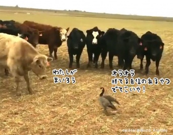 「おまえらごときに怯む私ではない」牛のタイマン勝負に挑むカモ