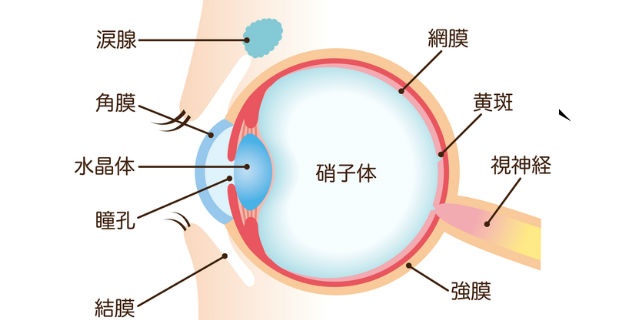 涙腺など目の構造