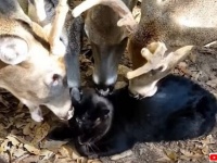 「な、舐めたって美味しくないニャ！」猫氏、鹿の群れに囲まれてペロペロされる。どうやら満更でもなさそうだ。