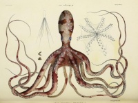 非常に興味深い。生物に関する世界の書籍の挿絵や図解など15万点以上が無料ダウンロード可能に
