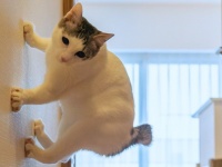 猫さん、ついに重力を克服？　驚異的な身体能力に7.5万人の脳バグる