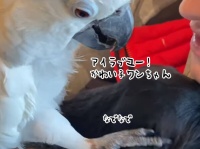 犬を猫かわいがりするオウム。頭を撫でて「愛してるよ」と声をかける
