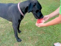 スイカが好き過ぎるグレートデン「早く切って！」と温室から一番甘い・大きいスイカをとってくる