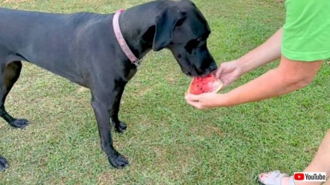 スイカが好き過ぎるグレートデン「早く切って！」と温室から一番甘い・大きいスイカをとってくる