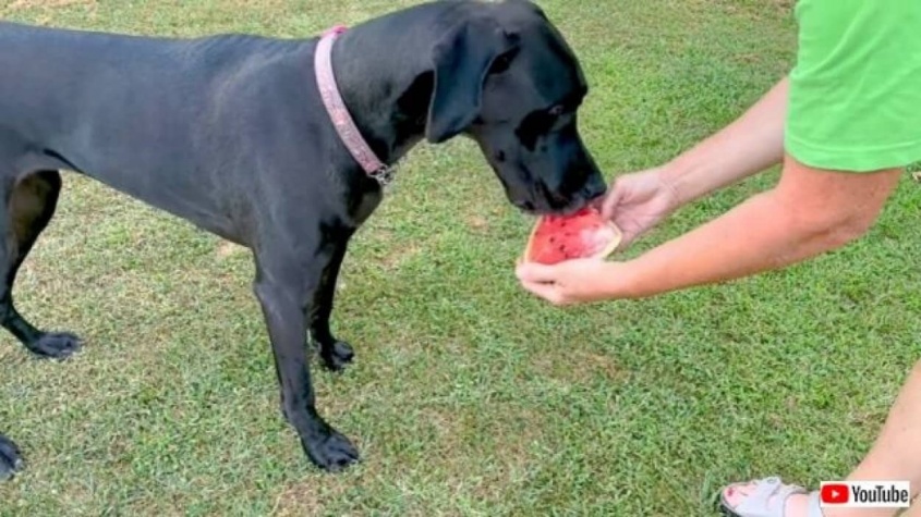 スイカが好き過ぎるグレートデン「早く切って！」と温室から一番甘い・大きいスイカをとってくる