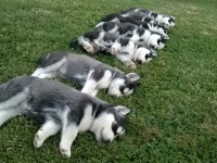 廃屋に置き去りにされたハスキー犬3匹を助けに行ったら、11匹の子犬たちが生まれていた！