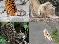 大きくても小さくても猫は猫だった。猫たちのポーズに関する海外の反応