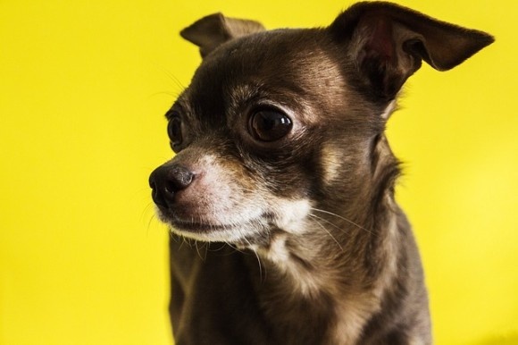 chihuahua-2077436_640_e