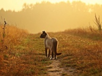 身も心もボロボロの状態で路上をさすらっていた野良猫。人間不信に陥っていた猫が保護され心を開くまでの物語