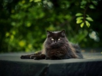 人間の為に奮闘し、感動を与えてくれた猫たちを称える「ナショナル・キャット・アワード」を受賞した12匹の猫