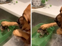 「大丈夫、怖くないよ」初めてのお風呂におびえる子猫の頭を撫でてやさしく励ます犬（アメリカ）