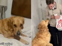 この犬、オスカー間違いなし！足をひきずっていたゴールデン、パパが帰宅したとたん元気いっぱいに
