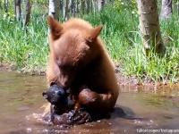 孤児の子グマにお友達ができた、拾ったクマのおもちゃと一緒に水浴びしている姿がとらえられる
