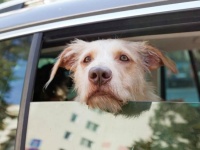 カナダで犬の市長が誕生！？