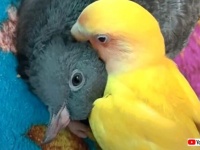同じ鳥類やしマッサージのツボは心得てるし！ハトとインコのいちゃいちゃ仲良し風景に和む