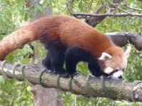 お外の世界が見たかった？レッドパンダが動物園から脱走し2日後ようやく保護