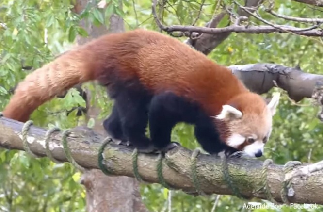 お外の世界が見たかった？レッドパンダが動物園から脱走し2日後ようやく保護