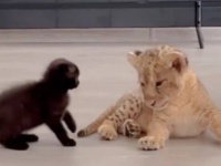 「キミはどういう生き物なの？」初めて出会った子猫とライオンの子、一緒に仲良く遊び始める