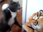 激しすぎる！　ぬいぐるみに４０発の高速パンチを繰り出す猫