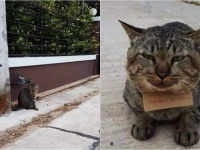 3日間行方をくらましていた猫が、借金を背負って帰ってきた！（タイ）