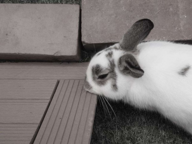 飼っていたウサギが......（画像はイメージ）