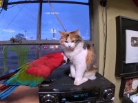 「もっとかまってもっと遊んで！」インコと猫の間に流れるキャッキャウフフな幸せ時間