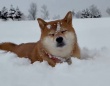 雪の中のお散歩で、まさかの...！？　北海道の柴犬の〝珍行動〟に2.5万人驚がく「呑気すぎ」「最強...！！」