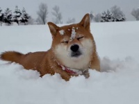 雪の中のお散歩で、まさかの...！？　北海道の柴犬の〝珍行動〟に2.5万人驚がく「呑気すぎ」「最強...！！」
