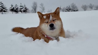 雪の中のお散歩で、まさかの...！？　北海道の柴犬の〝珍行動〟に2.5万人驚がく「呑気すぎ」「最強...！！」