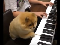 ポメラニアンが飼い主さんと連弾！　一生懸命弾いて可愛すぎる