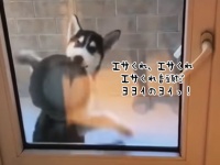 犬がエサを欲しいときにお皿くわえて踊る「エサくれ音頭」