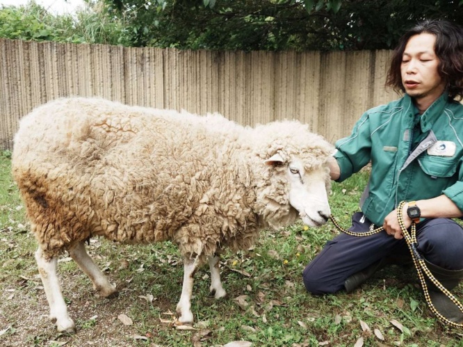 羊の「パンツ」さんと先﨑さんのビフォー
