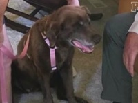 耳の聞こえない迷子犬、SNSの力を借りて無事に飼い主の元へ