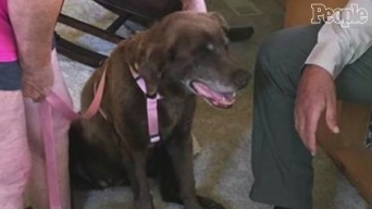 耳の聞こえない迷子犬、SNSの力を借りて無事に飼い主の元へ