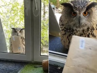 お手紙来てたよ！手紙を運んできてくれるハリーポッターのヘドウィグみたいなフクロウは実在した！（ロシア）