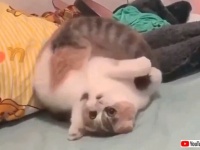 おうち上手な猫たちに聞く！「ステイホーム」を上手に乗り切るアイディア集