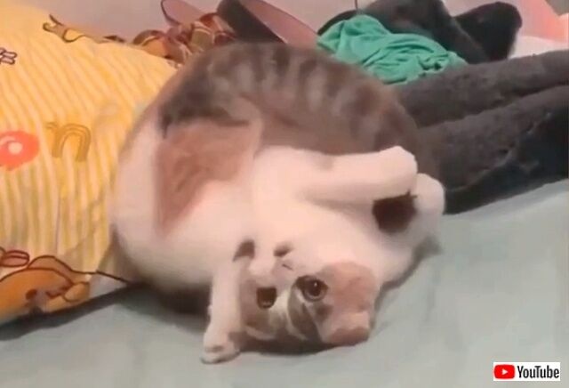 おうち上手な猫たちに聞く！「ステイホーム」を上手に乗り切るアイディア集