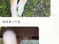 留守番中の小6娘から連続LINEが届いて...何があった？　自宅で生まれてた〝謎光景〟に4.1万人にっこり