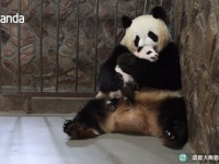 あの手この手りんごの手。パンダのお母さんから赤ちゃんを引き取る方法