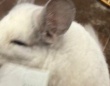 飼い主から〝まさかのモノ〟奪おうとしたチンチラに3.3万人破顔　「払いたくなる」「絶妙な顔が可愛すぎ」