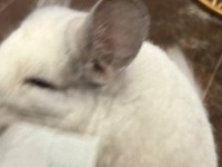 飼い主から〝まさかのモノ〟奪おうとしたチンチラに3.3万人破顔　「払いたくなる」「絶妙な顔が可愛すぎ」