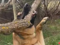 愛犬「どうしても、どうしてもこの枝が欲しいの！」と、太い木の枝を咥えて取ろうとするも無理だった模様