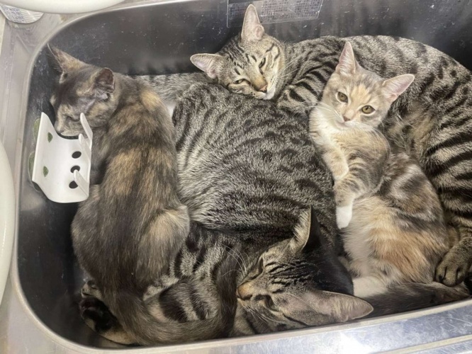 ミッチミチに詰まっています(画像提供:猫カフェmfmf、以下同)