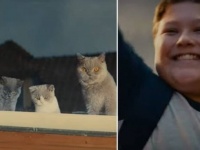 やった、また会えた！突然通学路の窓から消えた猫を毎日待ち続けた少年、ステキなサプライズを受け取り笑顔になる