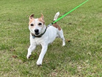 〝親がカレンダーに書いてたメモ〟に9.7万人ほっこり　愛犬とのグランピングが楽しみすぎて...「かわいい！！」「親の絵の質感」