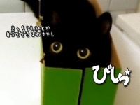 ただそれだけでかわいいんじゃ！緑の箱にしっぽり収まる黒猫