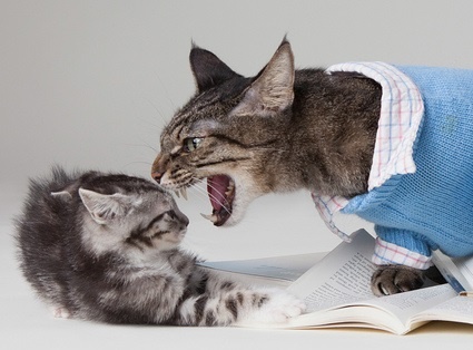 （画像：Found Animals）婚活の場にも出没？意味を履き違えると“痛いヤツ”になる！毒舌で大切な5つのルール